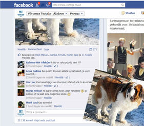 Võrumaa Teataja koerakonkursil armsaimaks koeraks valitud Mehise abipalve on internetikeskkonnas Facebook kogunud lühikese ajaga pea 400 jagamist ja üle 22000 vaataja.